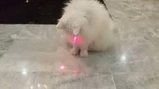 LASER COLLAR TOY!