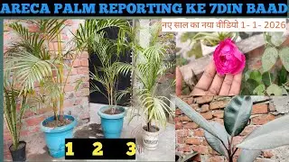 Areca Palm Repotting Ke 7 Din Baad: Results Dekhiye! 🌱 (Simple aur Direct)