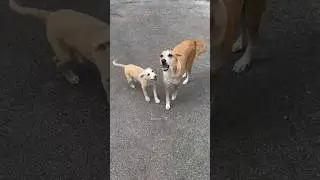 Young girl Feeds Street Dog with Milk & Biscuits | Humanity & Kindness | #shorts #kindness