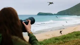 Фотосъемка птиц на скрытом тропическом острове!