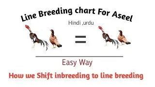 Line Breeding chart for Aseel|Line Breeding Karny ka tariqa | Line breeding benefits for Aseel