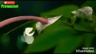 😂 So Funny 😂 Videos By Prasenjeet Meshram360p