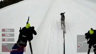 1-Dog Skijor at Grand Mesa Summit Challenge Sled Dog Race