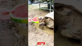 Big turtle. #animals #bigturtle #turtle #turtledoves #animalplanet