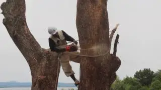 國咲林業 [楠の伐採] 空師の技術