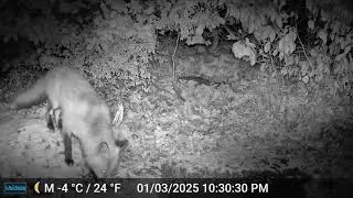 The red fox was looking for food at night