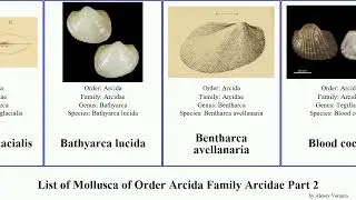 List of Mollusca of Order Arcida Family Arcidae Part 2 barbatia arca bathyarca zebra pacifica