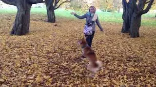 Lisko Shiba