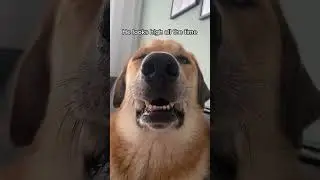 #dog What would you rate Leo 來 #10 #ratethings #leothedog #dogchallenge #dogsof