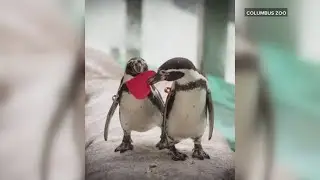 Columbus Zoo offers personalized Valentine's gifts for a lover or ex