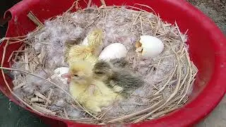 Beautiful Swan Egg Hatch at Home 🦢🥚