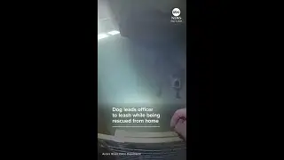 Good dog leads officer to leash while being rescued from house fire