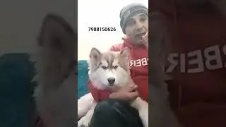 husky#dog training#video#share#viral#subscribe#contact#7988150626