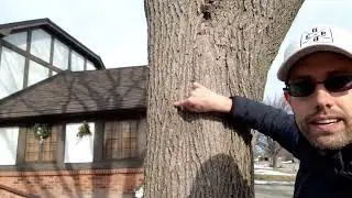 How to tap a maple tree.   Why does sap flow?