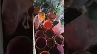 Dyeing process  #dupatta #dyeing #online