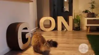 Un peu d'exercice avec Homycat ! :-)