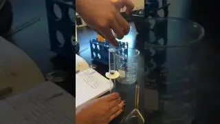 Bromelain enzyme lab 3