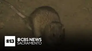 Rodents blamed for significant crop damage across California