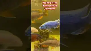 Молодой василек подрос красивым парнем #aquariumshow #fish #fishtank