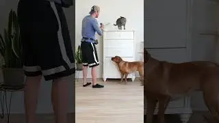Лучшая в мире игрушка для собак