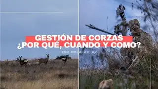 CAZA DE CORZAS PARA GESTION - ¿POR QUÉ? ¿CUANDO? ¿COMO? - CAZA CON ARCO CORZO - VLOG 008