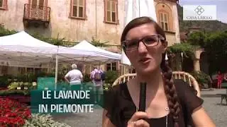 LA LAVANDA DEL PIEMONTE - di Sonia Demasi