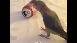 WTF Videos Part 1