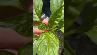 APHIDS!🚨 My Pepper Rescue Mission Without Chemicals #gardening #gardentips #aphids