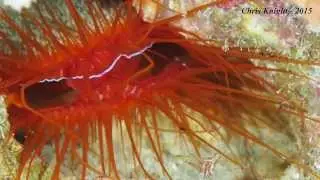Disco Clam, Ctenoides ales