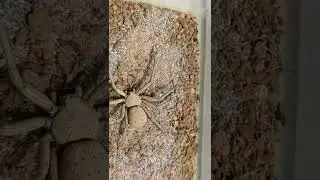世界上最危险的生物之一。 六眼沙蛛