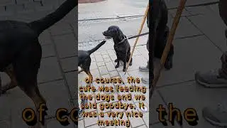social meeting of the gold dachshund with frids, chatting like in the good old days