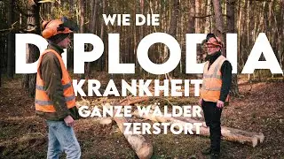 Waldsterben durch Klimawandel? Wie die Diplodia-Krankheit ganze W&auml;lder vernichtet - Forst erkl&auml;rt