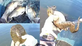 【冬のガサガサ】ウシガエルとヘラブナを揚げてみた