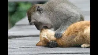 Funny monkey at Angkor Thom temple