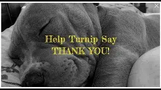 Turnip (the Pittbull Pup) Update & E2M Chat!