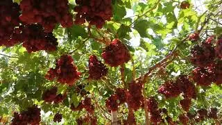 حصاد العنب    هذا الفيديو  النتيحة النهائية لشغل عام كامل. فيديوهات  شغل العام فى الوصف اسفل 👇👇