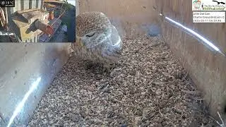 Little owl pair visit the nest box