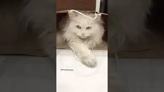 Loop ♾ #shorts #viral #cats #funny #endlessloop