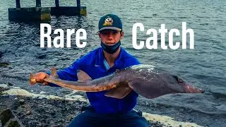 Shovelnose Guitarfish Fishing In The San Francisco Bay | Bay Area Fishing