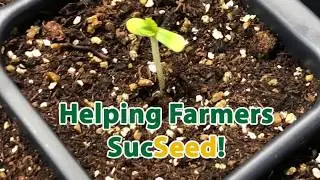 Honest Pharm CO CBD & CBG Seed Genetics