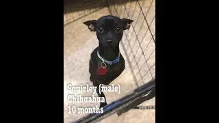 How to Help a Timid Dog Build Trust(Squirley Part 1)