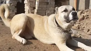 Алабай итлар – энг кулишли лаҳзалар 🐶😂