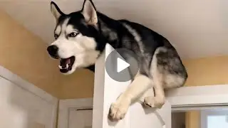 The Funny Cat and Dog Song Story