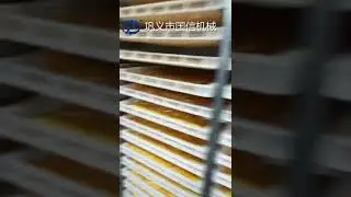mango drying machine