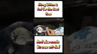 Stray kitten is fed for the first time and also meets his new cat dad