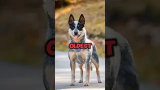Meet the World&rsquo;s Oldest Dog and Cat! 🐾 Mind-Blowing Longevity Facts