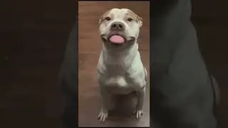 🐶The Happiest Dog Ever! Meet the SMILING PITBULL❤️ #petlover #pitbull #shorts