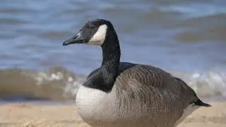 PANASONIC LUMIX G II Vario 100-300MM Lens test with GH5