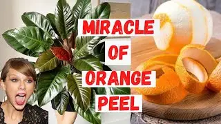 Making Orange Peel Fertilizer Step by Step | Make the Best Organic Fertilizer at Home