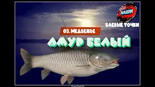 НАШИ КЛЕВЫЕ ТОЧКИ - Русская рыбалка 4 | Карп - Белый Амур на о. Медвежье 55 33